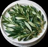 Oleuropein