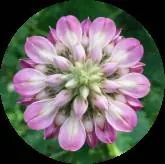 Kudzu Flower Extract